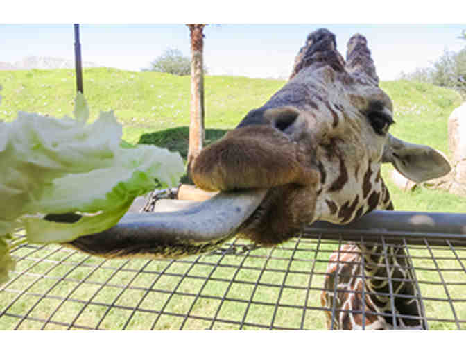 Family 4-Pack to the Living Desert Zoo & Gardens