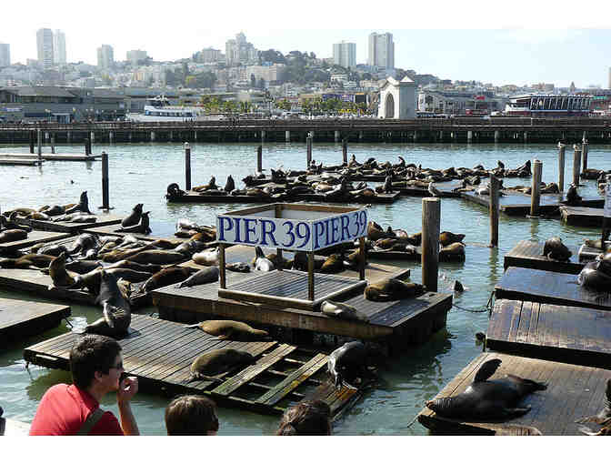 A Day on Pier 39 in San Francisco