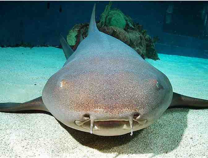 2 Tickets to Aquarium of the Pacific