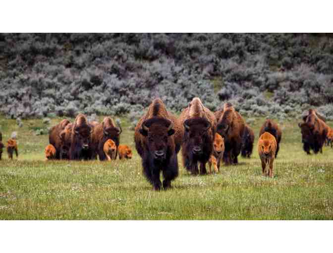 South Dakota Cabin & Jeep Buffalo Safari Tour For4