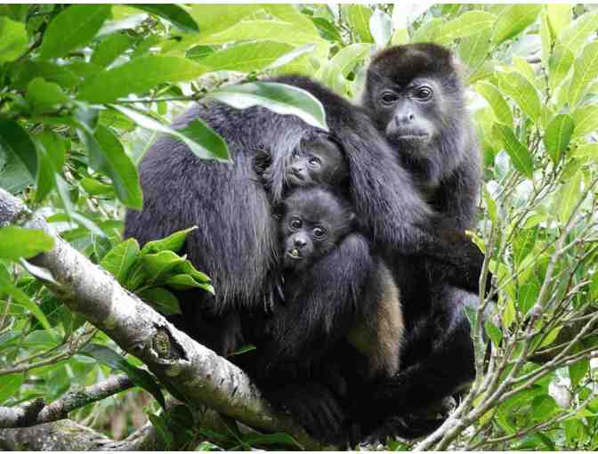 Costa Rica Rainforest Experience - Photo 8
