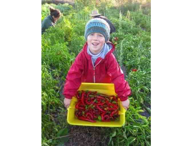 Four weekly CSA boxes of fresh, nutritious, locally grown produce from Singing Frogs Farm