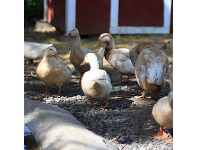 Breakfast on Summerfield's Farm for 2 Children