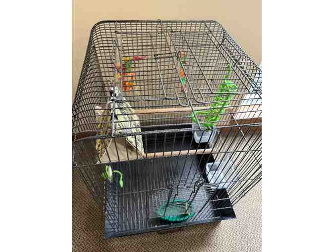 Large Metal Birdcage