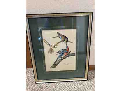 Passenger Pigeon framed art Ethan Allen