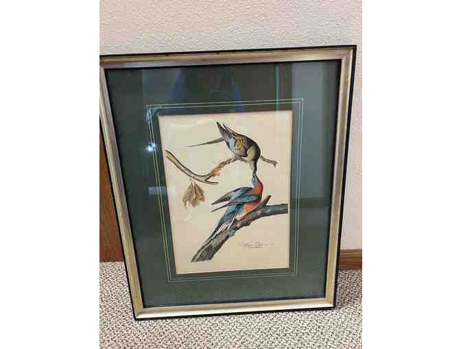 Passenger Pigeon framed art Ethan Allen - Photo 1