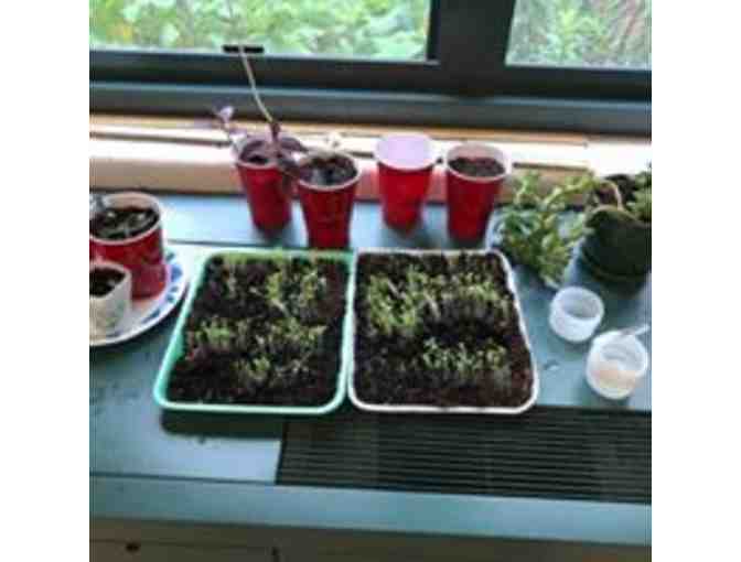 Belmont Summer Enrichment - two week session