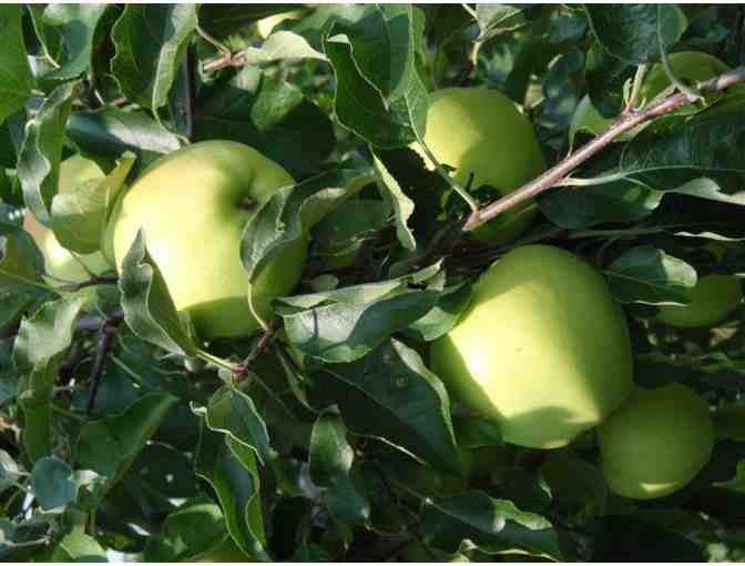 Four Passes to Belkin Lookout Farms