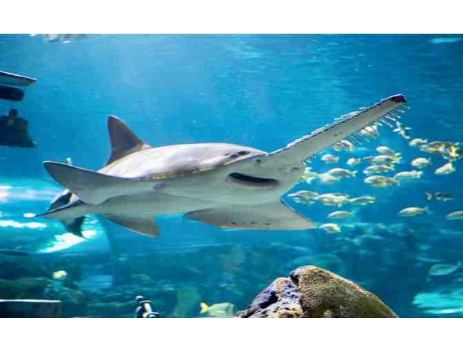 Ripley's Attraction Tickets for Four