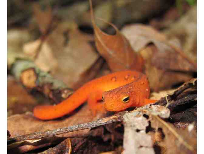 Ripley's Attraction Tickets for Four