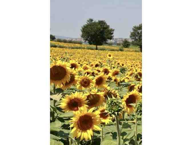 Making Memories Under the Tuscan Sun!