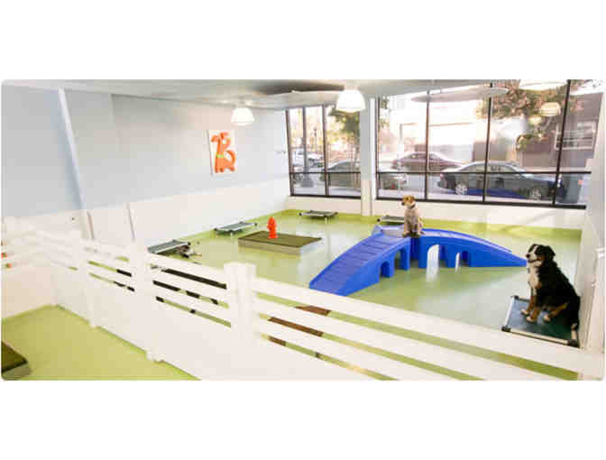 Citydog! Club: Five Days of Dog Daycare