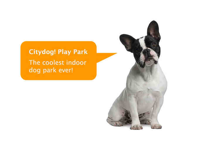 Citydog! Club: Five Days of Dog Daycare