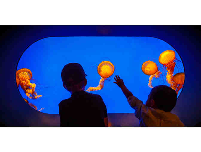 California Academy of Sciences: Four Admission Tickets