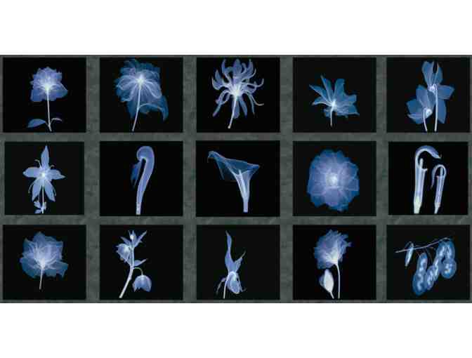 The Museum of Jurassic Technology: Membership