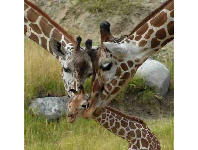 The Living Desert Zoo and Gardens: Family Four-Pack