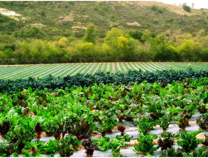 Tanaka Farms: $150 Gift Certificate