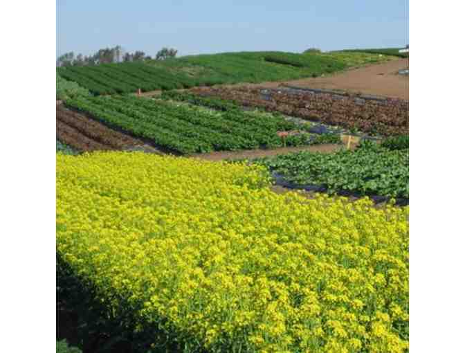 Tanaka Farms: $150 Gift Certificate