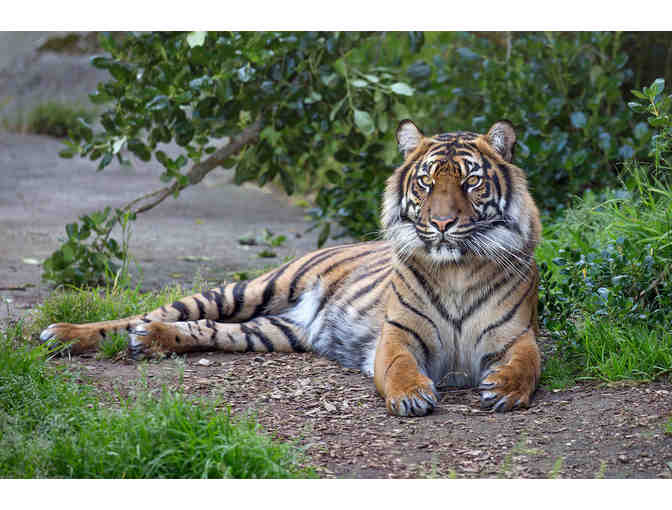 Sacramento Zoo - Family Pass for 4