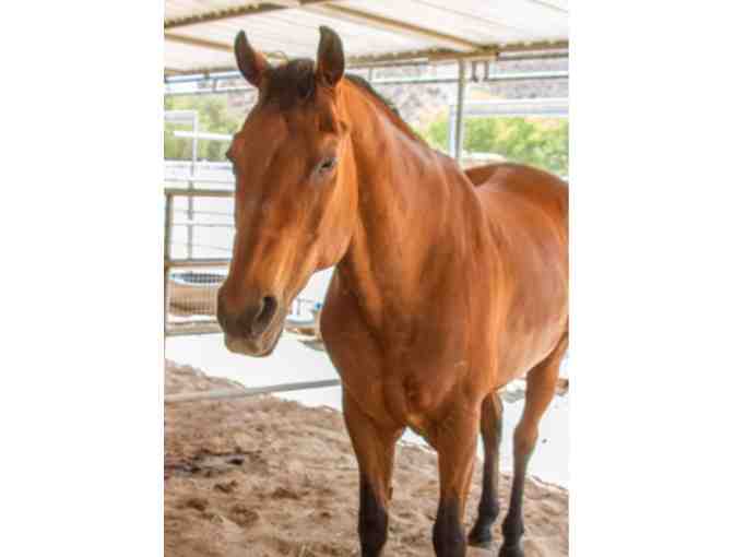 The Gentle Barn - Family Pass for Five