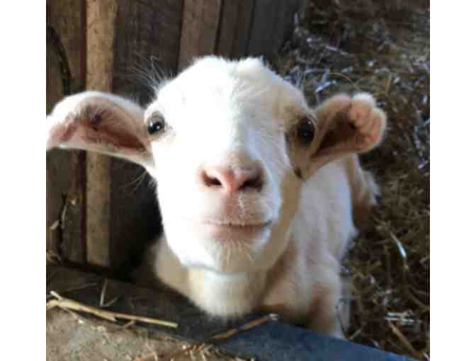 The Gentle Barn - Family Pass for Five