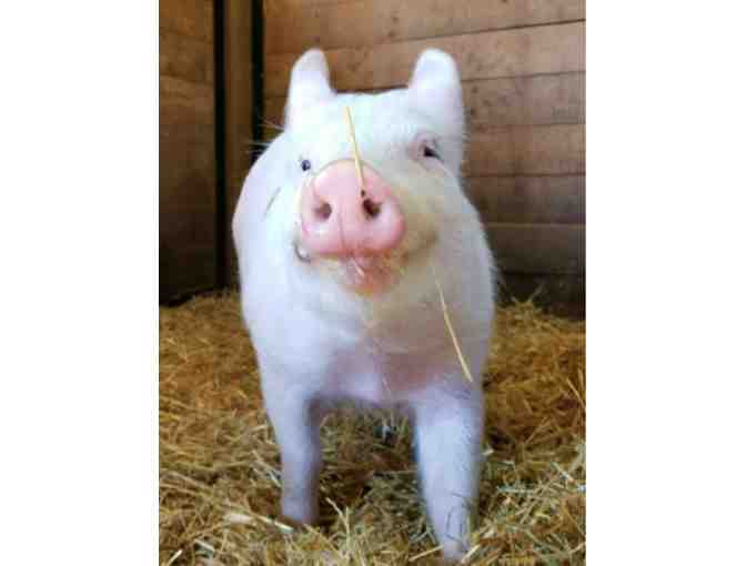 The Gentle Barn - Family Pass for Five