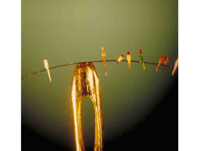 The Museum of Jurassic Technology - Annual Membership + Gift