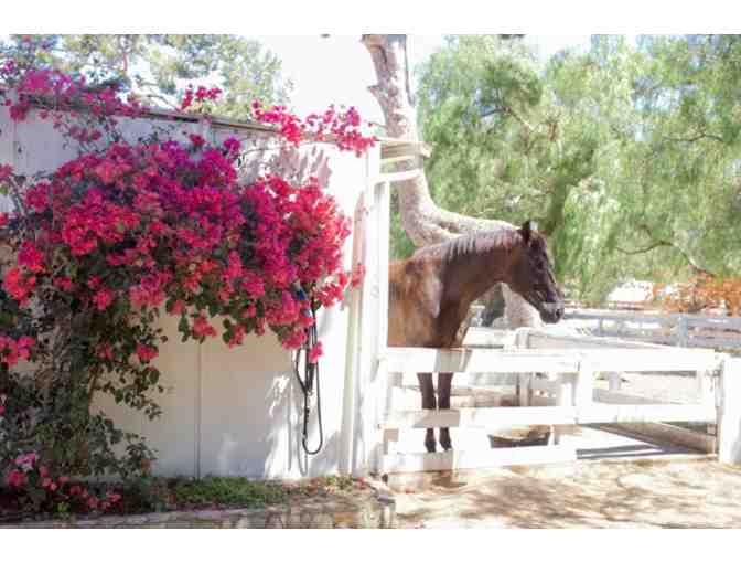 Portuguese Bend Riding Club - 3 English Horseback Riding Lessons