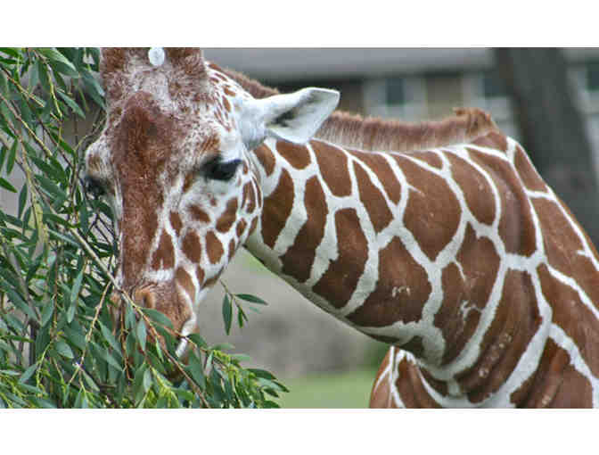 San Francisco Zoo - 2 Tickets