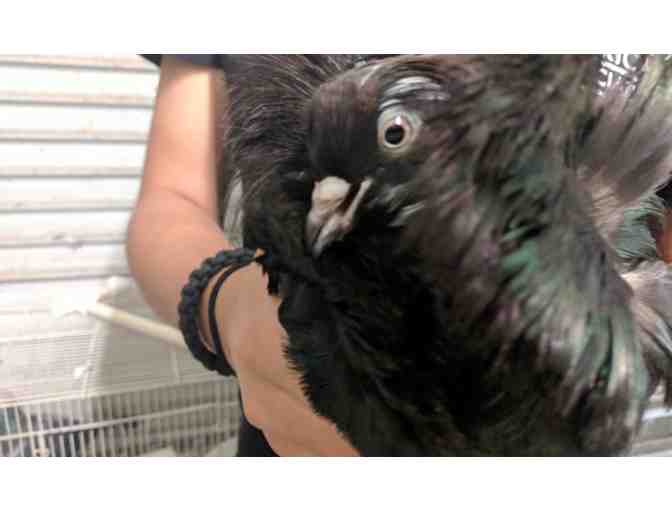 Critter Squad Wildlife Defenders - Mixed Defender Party PLUS