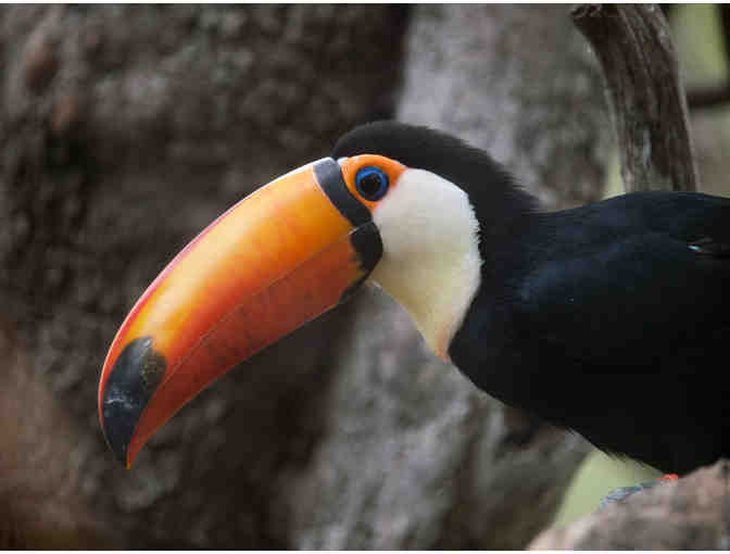 Santa Barbara Zoo - 2 Guest Passes for 1 Day