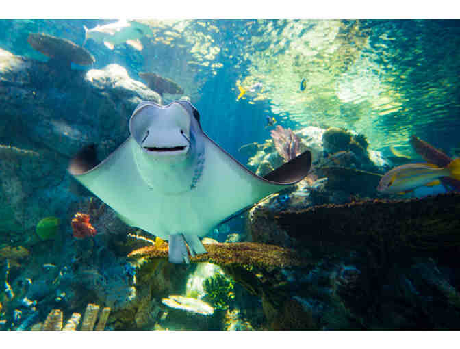 2 (Two) One-Day Aquarium of the Pacific Admission Passes