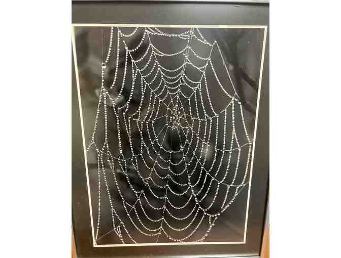 Cobweb with Dew Framed Photo