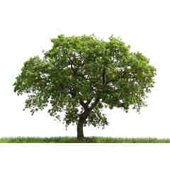 Sponsor: Pasadena Garden Care