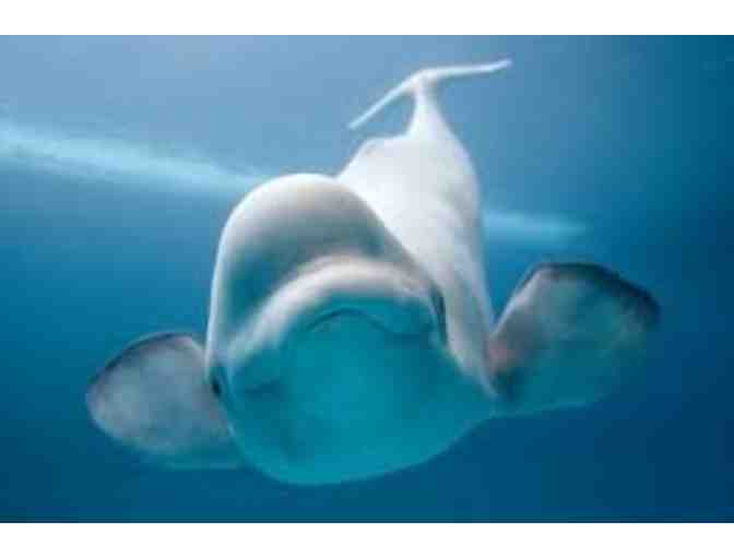 Shedd Aquarium - 4 General Admission Tickets