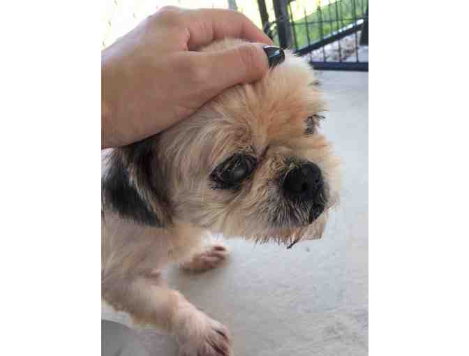 Dental Procedure for a Shih Tzu and Furbaby Rescue Dog