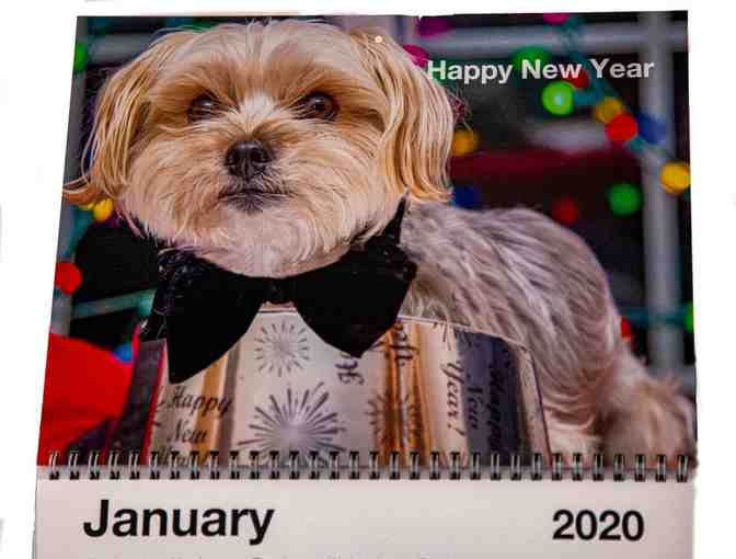 A Year with Gus Adorable Morkie 2020 Calendar