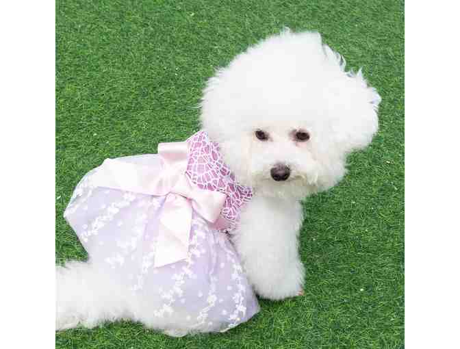 CuteBone Furbaby Lace Party Dress with Tutu Skirt size M - Photo 1