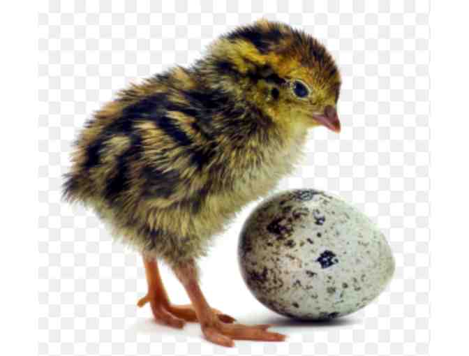 Hatch and raise quail chicks - great experience for kids!