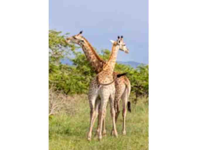 Zulu Nyala South African Safari - Chance of a lifetime!