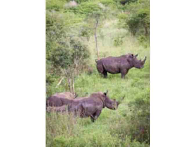 Zulu Nyala South African Safari - Chance of a lifetime!