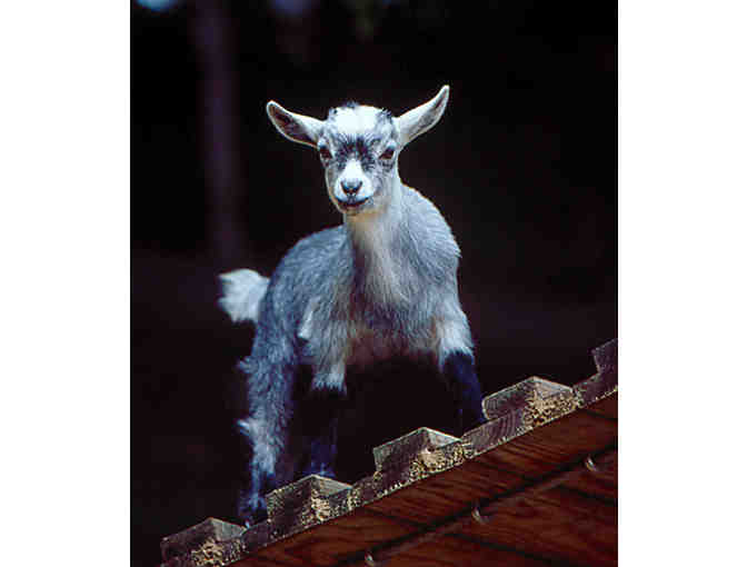 Day Passes for 2 to Storyland in Glen, NH