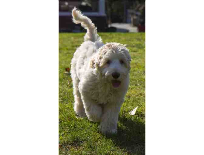 Australian Cobberdog Puppy