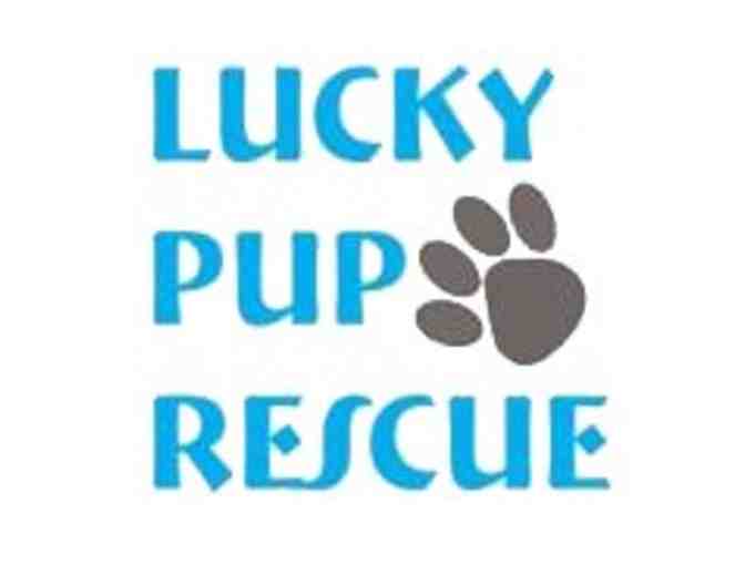 Dog Gift Basket courtesy of Lucky Pup Rescue