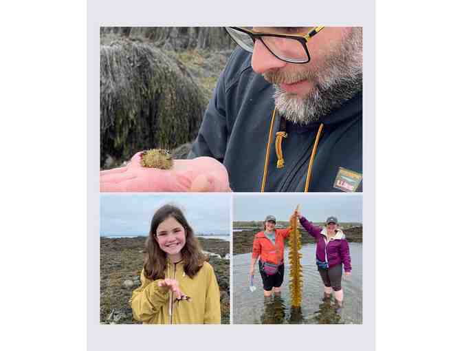 3-hour Adventure into Maine's Intertidal Region by Coast Encounters