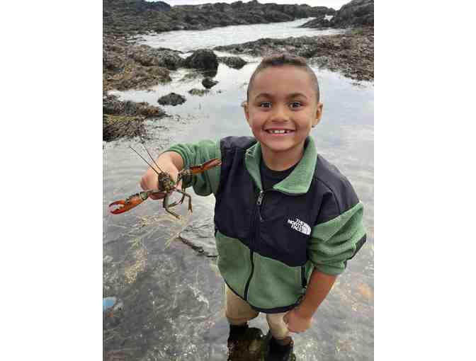 3-hour Adventure into Maine's Intertidal Region by Coast Encounters - Photo 5