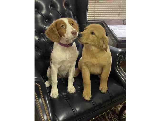 Lunch Date with Pickles and Weezie - Photo 1