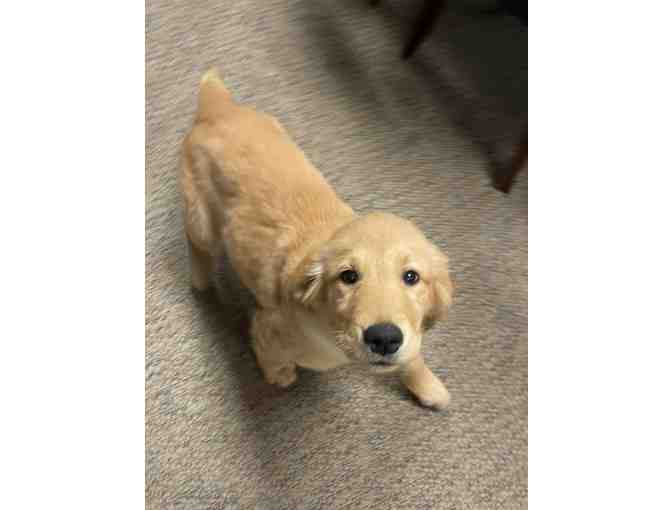 Lunch Date with Pickles and Weezie - Photo 2