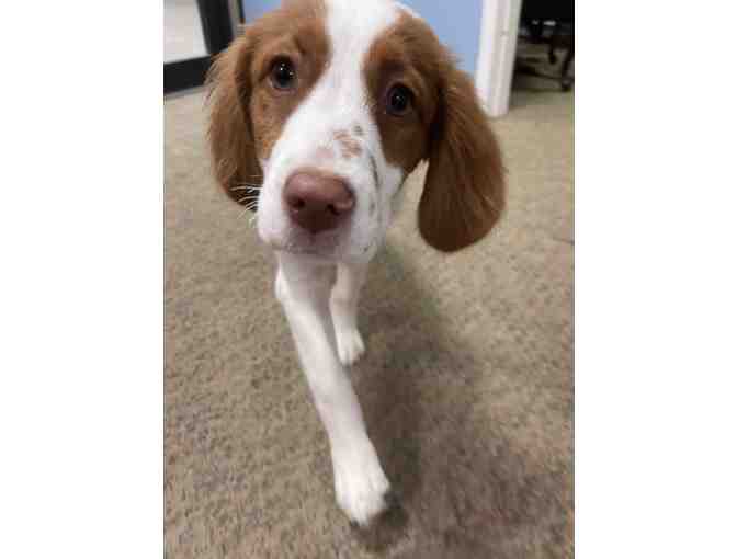 Lunch Date with Pickles and Weezie - Photo 3