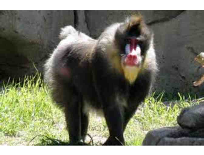 Four (4) Admission Passes to the Dallas Zoo